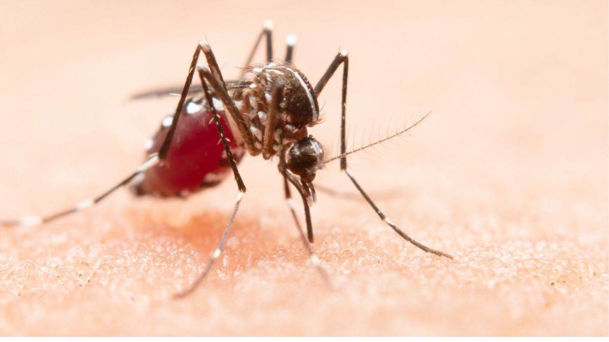 वाराणसी में बढ़ा डेंगू का कहर,जिले में मरीजों की संख्या 288