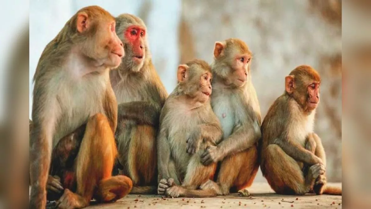 हापुड़ में 20 ज्यादा बंदरों की मौत,गुड़ में जहर देकर खिलाने का आरोप