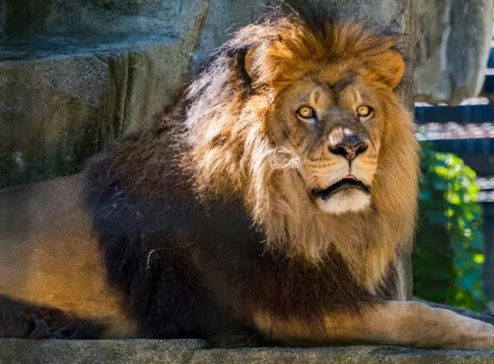 शेरों को देखने के लिए रिजर्व एरिया में घुसना पर्यटकों को पड़ा भारी,6 लोगों पर लगा लाखों का जुर्माना