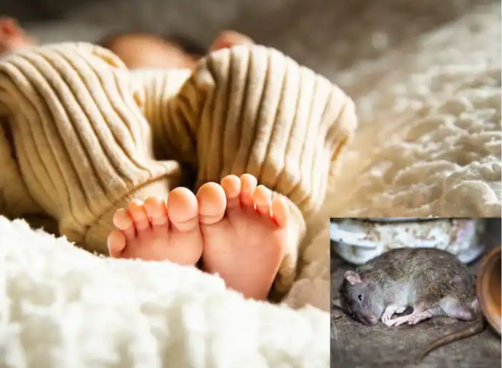 गहरी नींद में सोते रहे मां-बाप…और 6 महीने के बच्चे को जिंदा खा गए चूहे