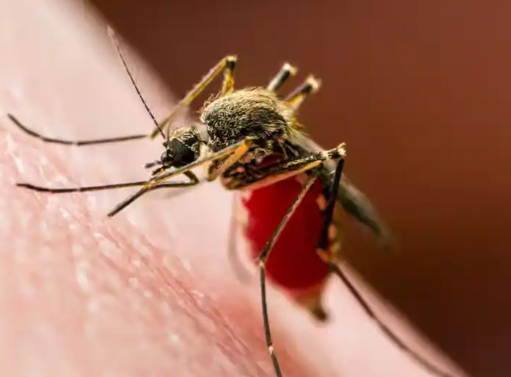 उत्तराखंड में कहर बरपा रहा डेंगू,मरीजों की संख्या पहुंची 3 हजार के पार
