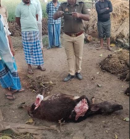 मुगलसराय क्षेत्र के कुंडा कला गांव में तेंदुआ ने बछड़े को बनाया निशाना