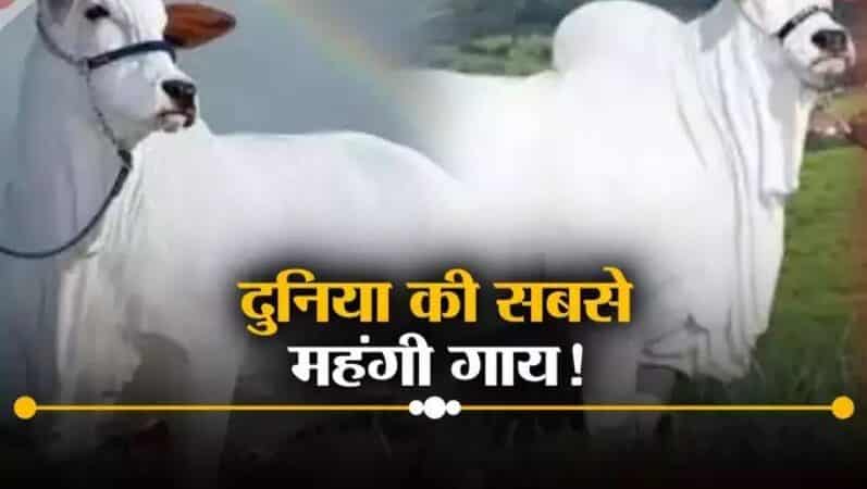 मिल गई ‘कामधेनु’… दुनिया की सबसे महंगी इस देसी गाय में ऐसा क्‍या कि 40 करोड़ में हुआ सौदा!