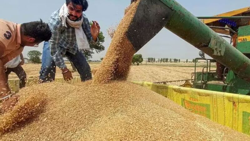 चुनाव बाद भी गेहूं की कीमत पर बनी रहेगी राहत! सरकारी खरीद पिछले साल से आगे निकली