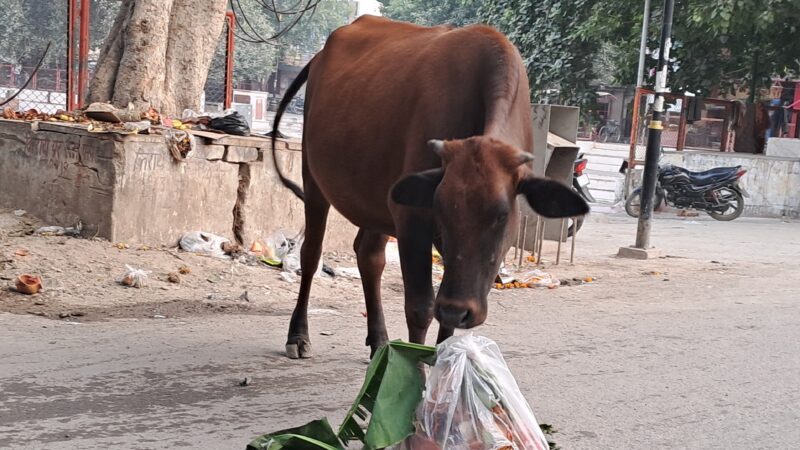 विभाग को मुँह चिढ़ाता प्रतिबंधित प्लास्टिक