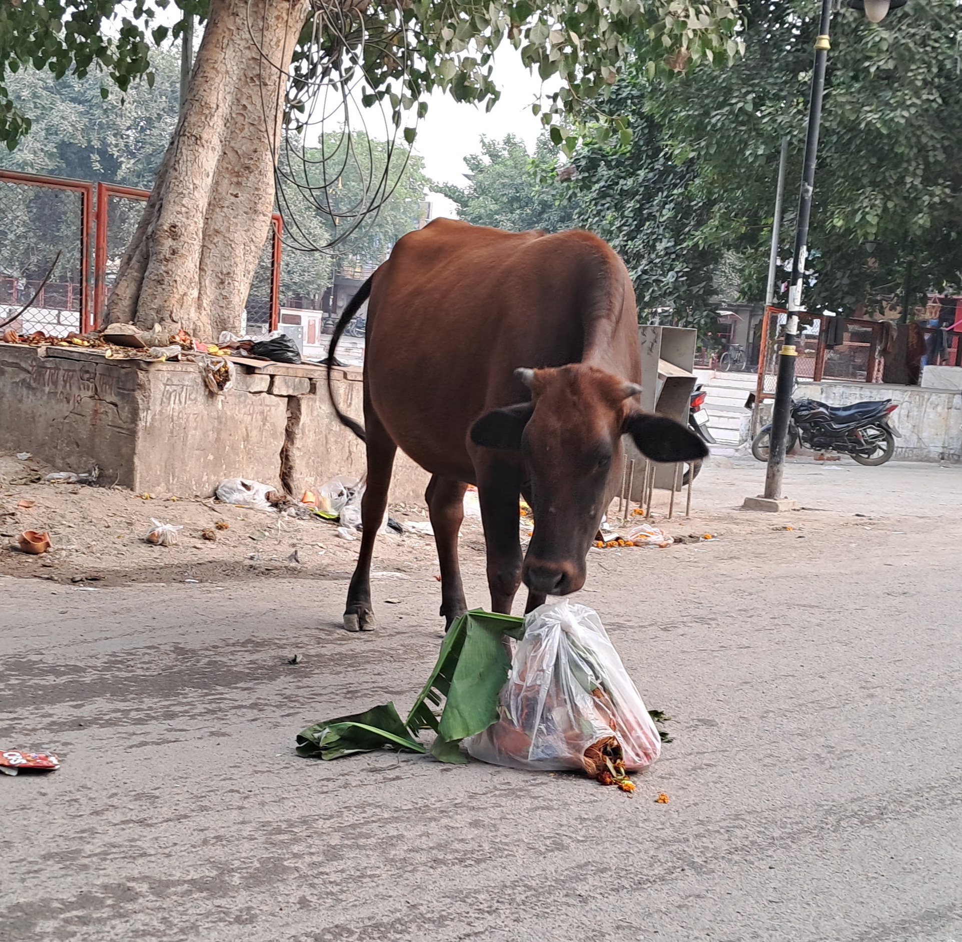 विभाग को मुँह चिढ़ाता प्रतिबंधित प्लास्टिक