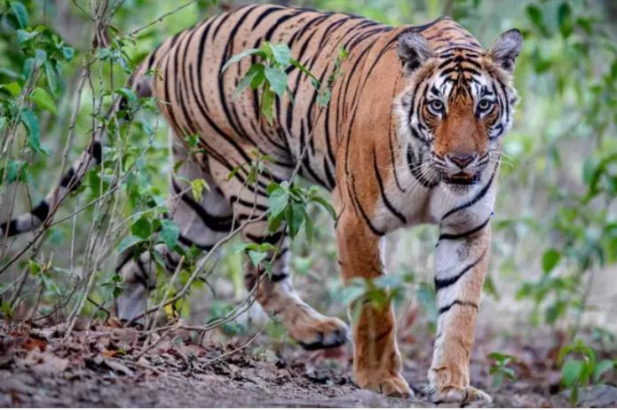 600 रुपये में टाइगर का पेशाब बेच रहा है चिड़ियाघर,सामने आई चौंका देने वाली हकीकत