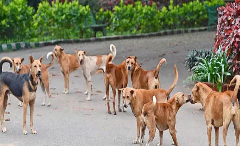 आवारा कुत्तों से दिखाई हमदर्दी तो मामला पहुंचा थाने,4 पर केस दर्ज