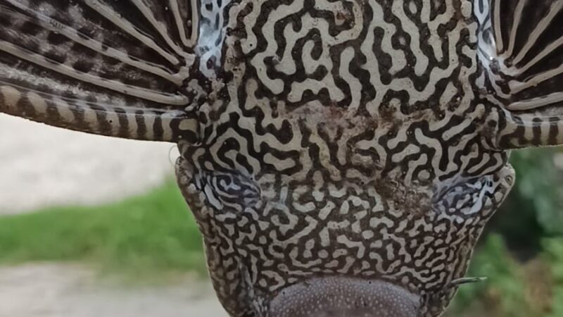 वरुणा नदी से निकली ‘चार आंखों वाली’ रहस्यमयी मछली, गांव में मचा कौतूहल