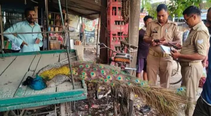 बिजली के तार की चपेट में आने से राष्ट्रीय पक्षी मोर की मौत