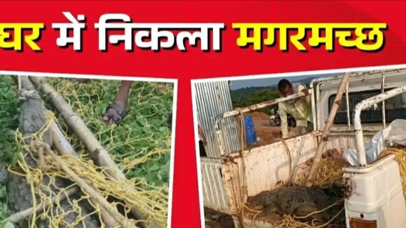 नौगढ़: खाट के नीचे निकला मगरमच्छ, गांव में मचा हड़कंप