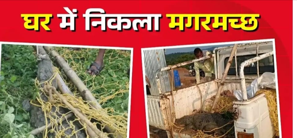 नौगढ़: खाट के नीचे निकला मगरमच्छ, गांव में मचा हड़कंप