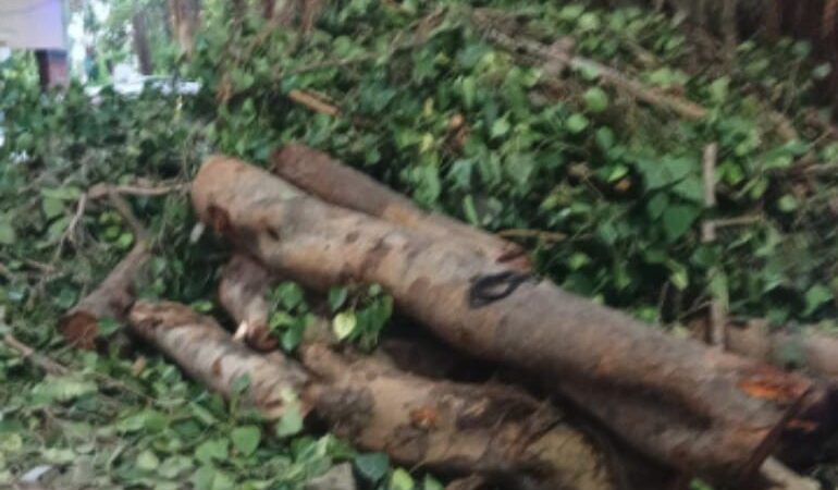 पेड़ काटने पर कालोनीवासियों का गुस्सा फूटा