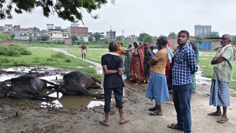 आकाशीय बिजली गिरने से दो भैंसों की मौत