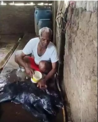 महाराष्ट्र : दो मुंह और चार पैरों वाली भैंस का जन्म