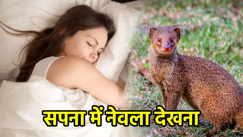 सपना में नेवला देखना – अर्थ और संकेत