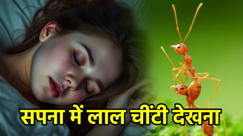 सपना में लाल चींटी देखना – अर्थ और संकेत