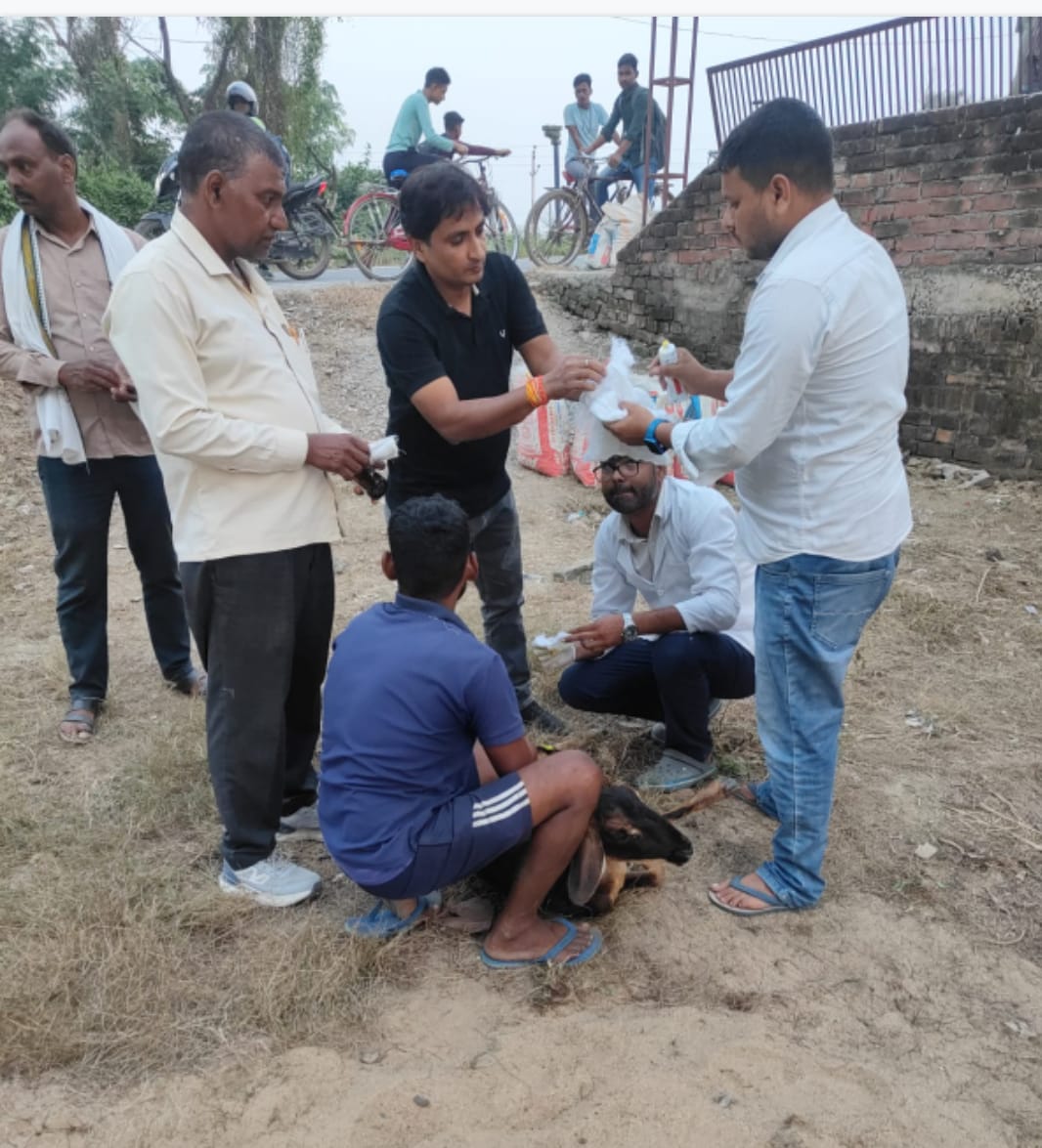 तेज रफ्तार डंपर ने 16 भेड़ों को कुचला, चालक गिरफ्तार