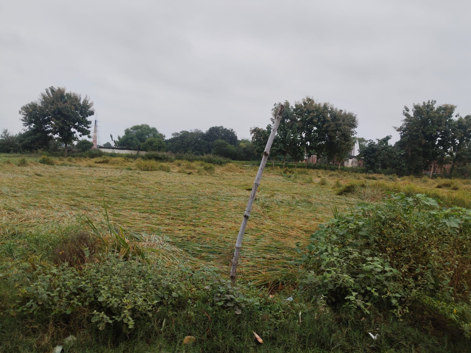 मोथा चक्रवात की दोहरी मार : खड़ी फसल डूबी, गेहूं की बुआई पर संकट