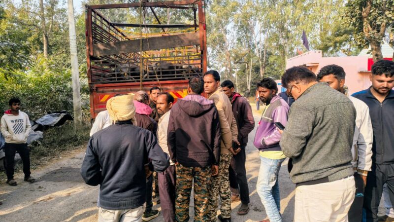 मवेशी तस्करी की डीसीएम पकड़ी, छत्तीसगढ़ पुलिस ने बैरियर तोड़कर भागते ट्रक का पीछा कर रोका