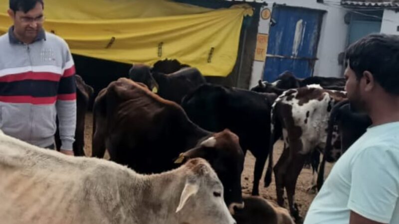 संदहा चौराहे से आठ गोवंश बरामद, घायल मवेशियों का हुआ इलाज