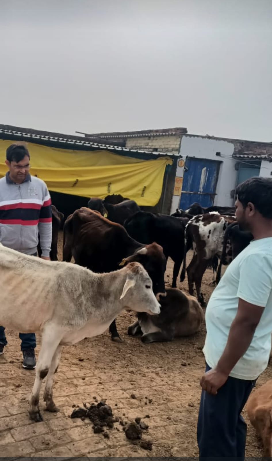 संदहा चौराहे से आठ गोवंश बरामद, घायल मवेशियों का हुआ इलाज