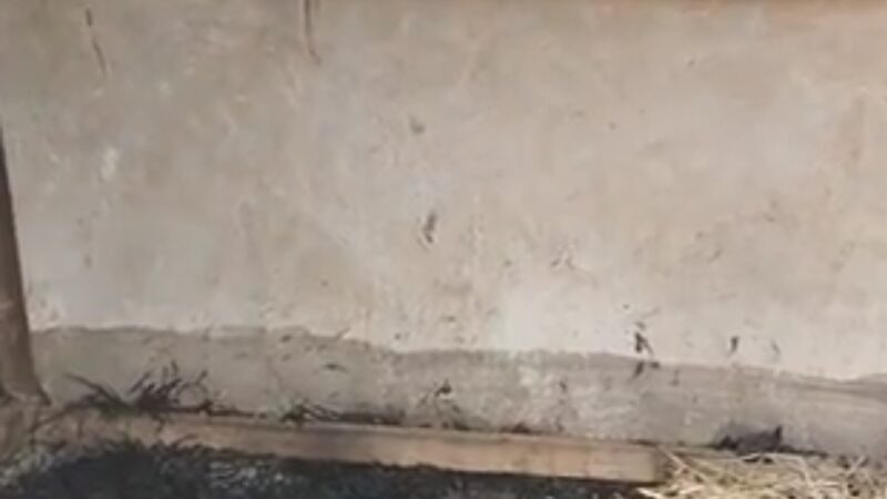 अंगीठी की चिंगारी बनी काल, चारपाई पर सो रही वृद्धा जिंदा जली