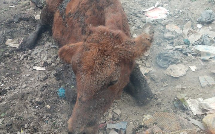 नाले में फंसी गाय को राष्ट्रीय गौ रक्षा वाहिनी ने बचाया