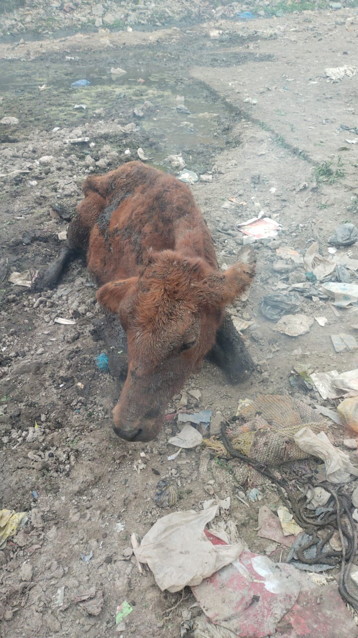 नाले में फंसी गाय को राष्ट्रीय गौ रक्षा वाहिनी ने बचाया