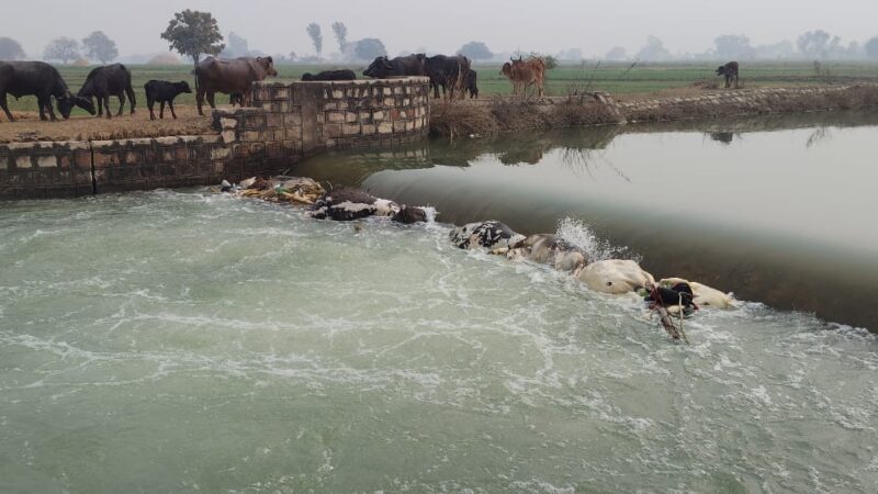 राजगढ़ नहर में तैरते मिले एक दर्जन मृत गोवंश