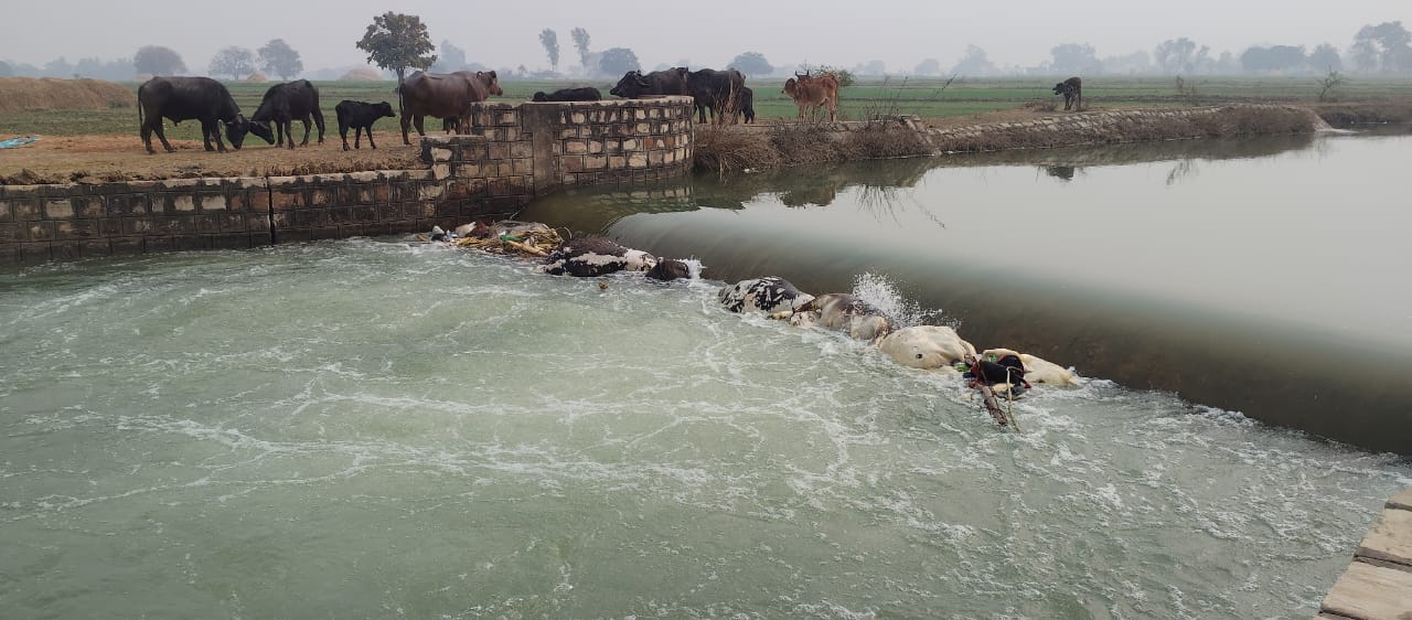 राजगढ़ नहर में तैरते मिले एक दर्जन मृत गोवंश