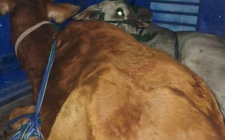 गौ तस्करी! आरोप से हड़कंप, पुलिस आयुक्त के निर्देश बेअसर! वायरल वीडियो की जांच में पुलिस जुटी