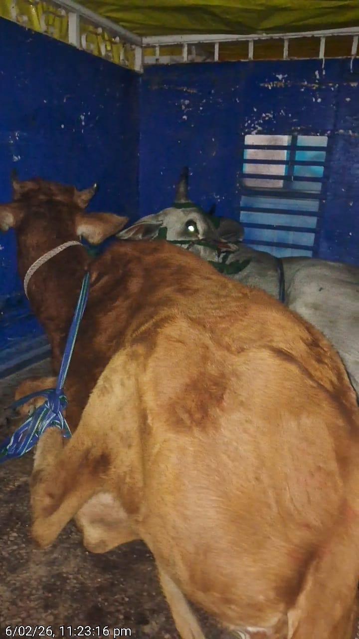 गौ तस्करी! आरोप से हड़कंप, पुलिस आयुक्त के निर्देश बेअसर! वायरल वीडियो की जांच में पुलिस जुटी