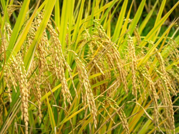 टिकाऊ धान प्रणाली के लिए नीतिगत सुधारों पर होगी गहन चर्चा 