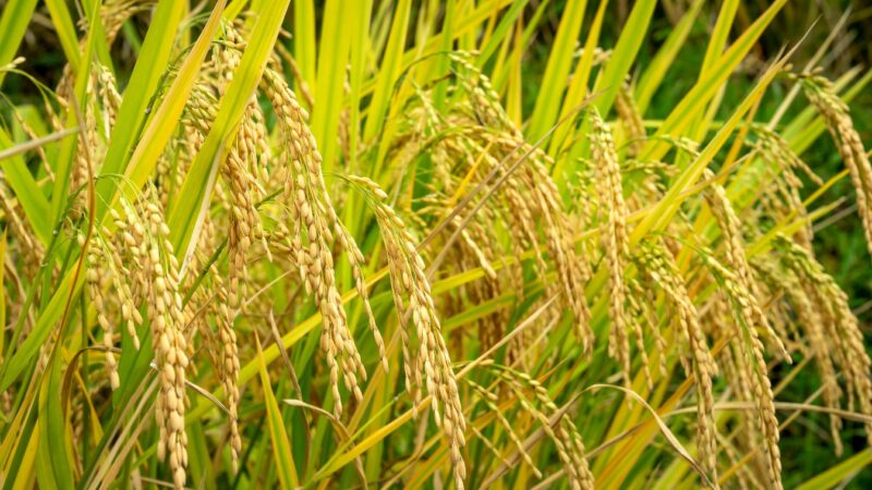 टिकाऊ धान प्रणाली के लिए नीतिगत सुधारों पर होगी गहन चर्चा 