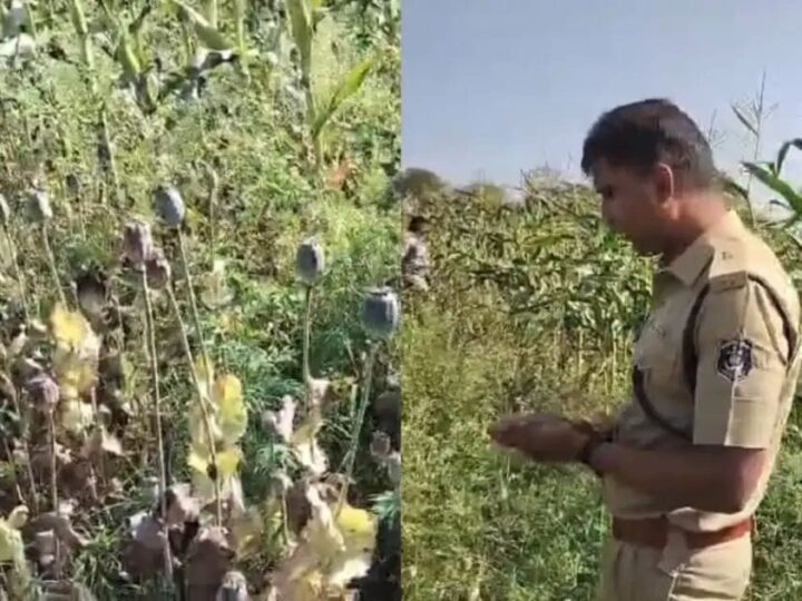 छत्तीसगढ़ : दुर्ग जिले में अवैध अफीम की खेती का बड़ा खुलासा