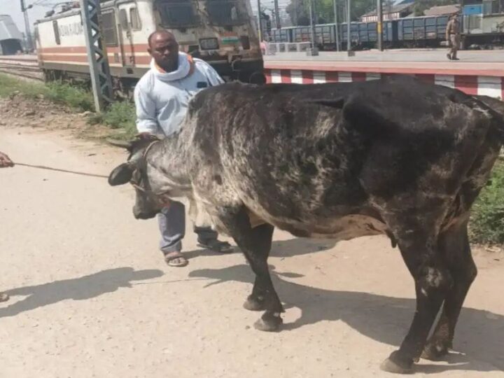 वाराणसी जंक्शन पर आवारा गोवंशों  की धर पकड़ को चला अभियान