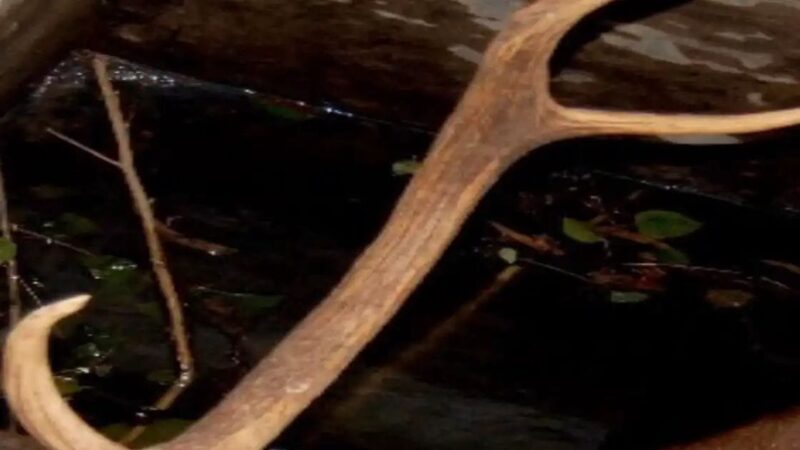 वाराणसी एयरपोर्ट : विदेशी यात्री के बैग से बरामद हुआ बारहसिंगा का सींग