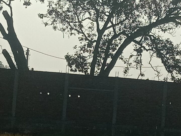 हरियाली पर कुल्हाड़ी, करधना में बिना अनुमति पेड़ों की कटाई