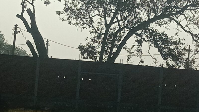 हरियाली पर कुल्हाड़ी, करधना में बिना अनुमति पेड़ों की कटाई