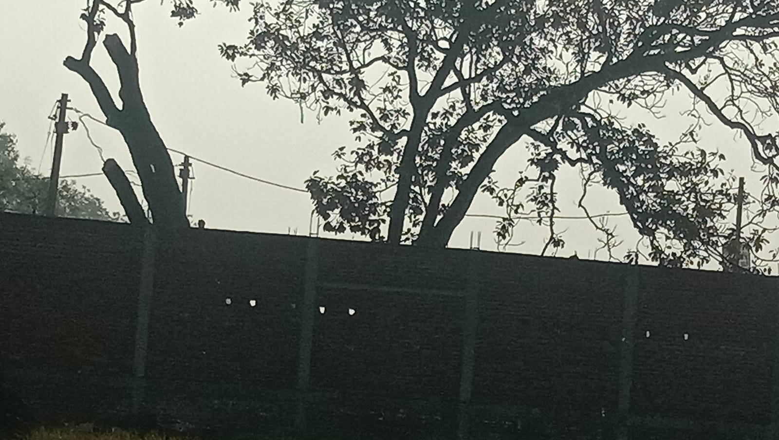 हरियाली पर कुल्हाड़ी, करधना में बिना अनुमति पेड़ों की कटाई