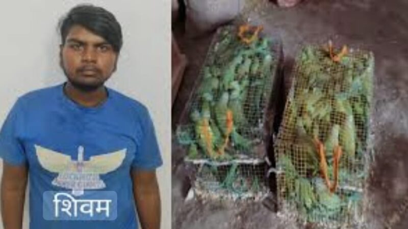 एसटीएफ : अंतरराज्यीय वन्यजीव तस्कर गिरोह का सदस्य गिरफ्तार