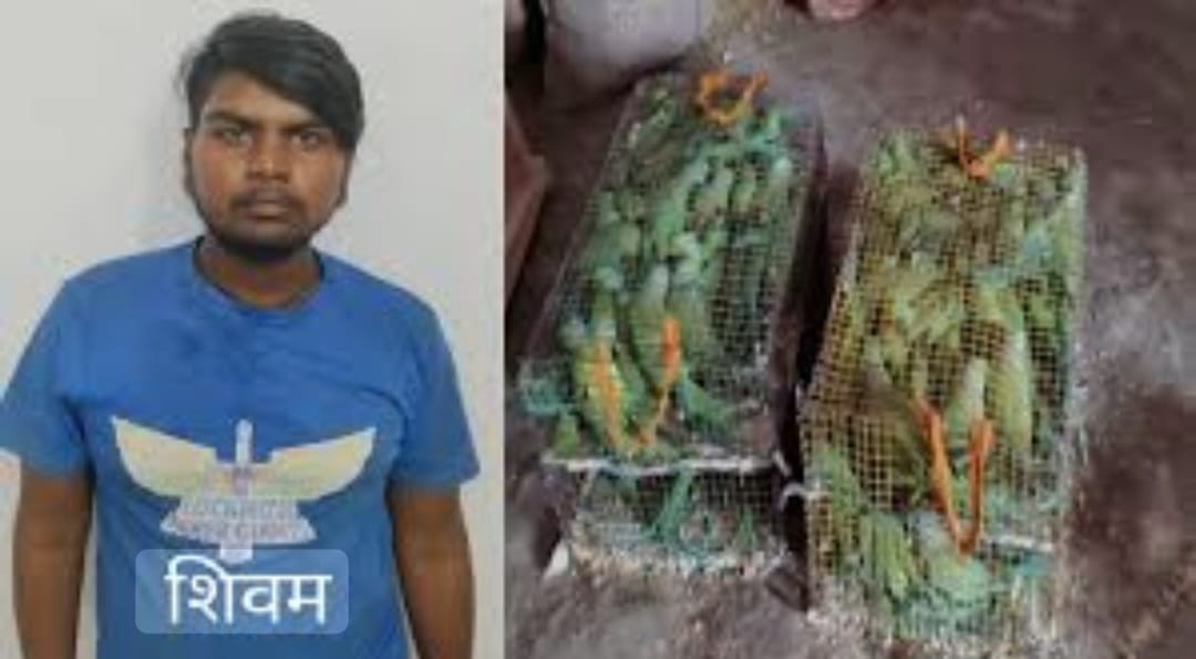 एसटीएफ : अंतरराज्यीय वन्यजीव तस्कर गिरोह का सदस्य गिरफ्तार