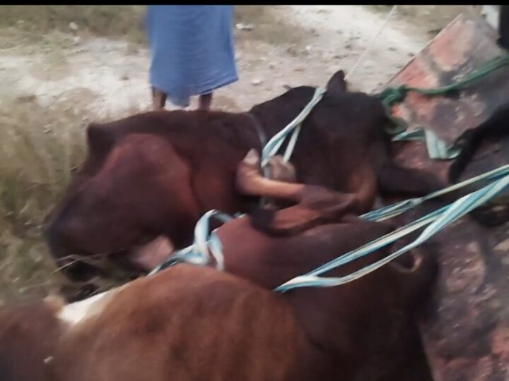 क्रूरता से लदा गौवंश तस्करी का पिकअप ग्रामीणों ने पकड़ा, एक ने तड़प-तड़प कर दम तोड़ा