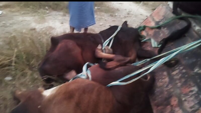 क्रूरता से लदा गौवंश तस्करी का पिकअप ग्रामीणों ने पकड़ा, एक ने तड़प-तड़प कर दम तोड़ा