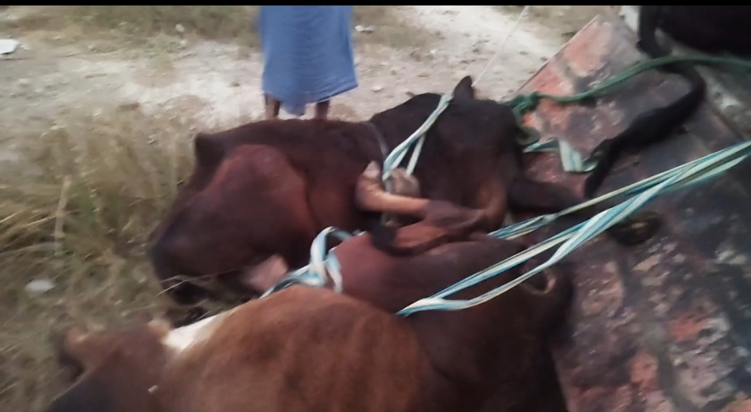 क्रूरता से लदा गौवंश तस्करी का पिकअप ग्रामीणों ने पकड़ा, एक ने तड़प-तड़प कर दम तोड़ा