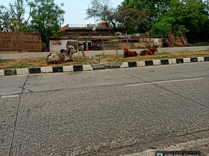 आवारा गोवंश: हाइवे पर मौत का मंडराता साया, हर पल बढ़ रहा हादसे का खतरा