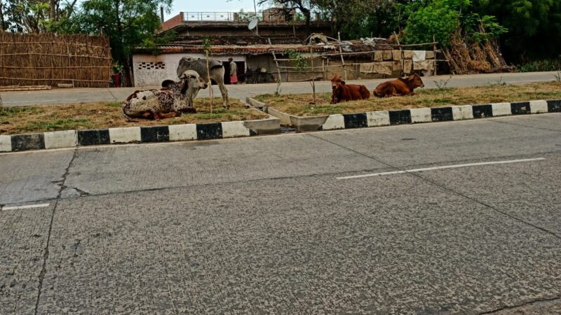 आवारा गोवंश: हाइवे पर मौत का मंडराता साया, हर पल बढ़ रहा हादसे का खतरा