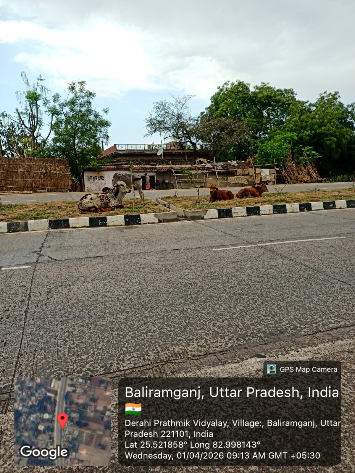 आवारा गोवंश: हाइवे पर मौत का मंडराता साया, हर पल बढ़ रहा हादसे का खतरा