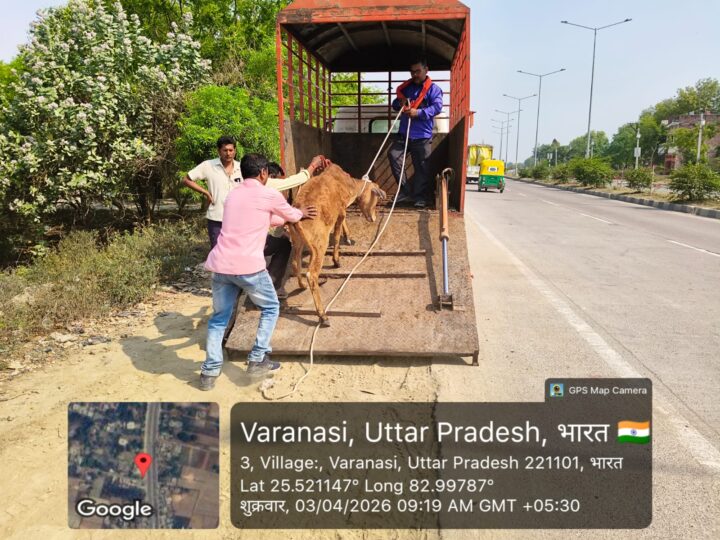 जनवार्ता की खबर का असर : आवारा गोवंश पर प्रशासन सक्रिय, काऊ कैप्चर से गौशालाओं में भेजे गए पशु